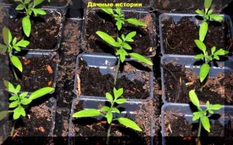 Как Правильно Пикировать Рассаду Томатов Для Максимального Роста