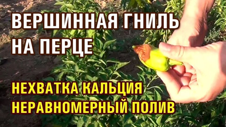 ��� �������� ������� ����� �� ��������� �����: ������� ���������� ���������