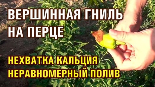 ��� �������� ������� ����� �� ��������� �����: ������� ���������� ���������