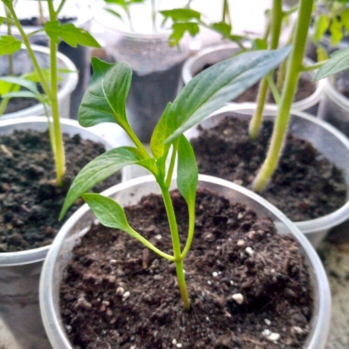 ������� �������� �������: ��������� ������ ��������