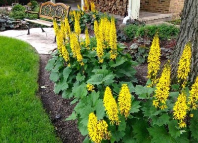 ��� ��������� ������������ ��������� � ���� ����