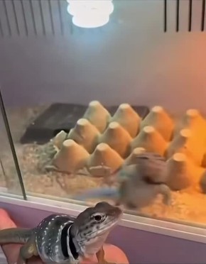 � ���� ������� ��� ������ �������� ����� ������ � ��������