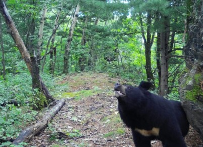 ����������� �������� ����������� �� ����������