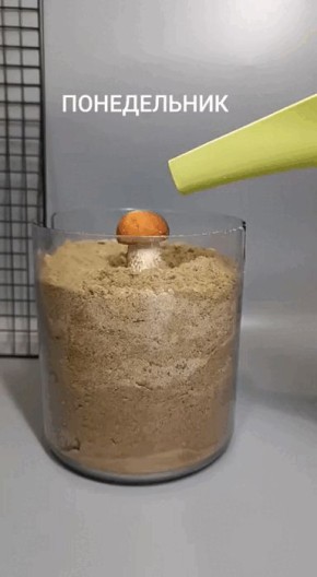 Рыжик: стремительный путь к популярности в мире грибов