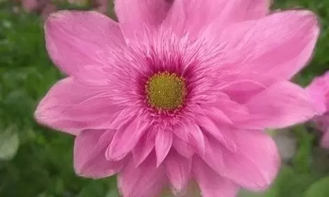 Астры: осенние звезды, которые освещают ваш сад