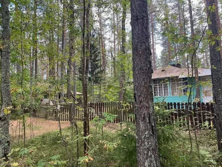 Советы агронома: как подготовить дачу к весеннему сезону