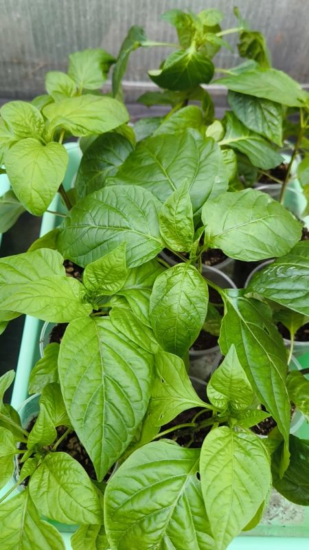 ��� �������� ������� �������: ������� ��������� ����� � �������