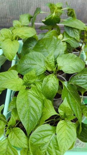 Как добиться крепкой рассады: секреты успешного роста и питания