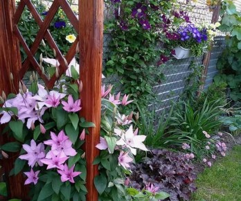 Как добиться пышного цветения клематисов: секреты удачной посадки и ухода