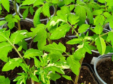 ��� ��������� ������������� ������� ������� � ������: ������ � �������