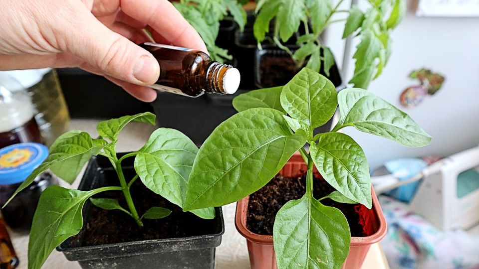 ������ ��� ����������� ������� �����, ������� ��������� ���� ������� ��������