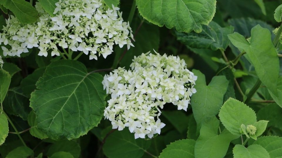 ��� ��������� �������� ����������� ���������: ������� ��������� �����