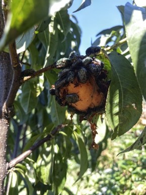 Как справиться с нашествием бронзовок: эффективные стратегии для защиты урожая