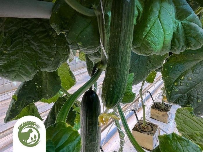 ������ ����: ������������� ������������� ���� ��� ������ � ������������� �������