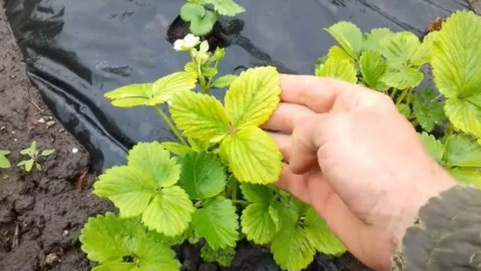 ����������� � ������ ����������: ��� �������� ��������� �� ���������