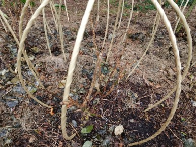 Как спасти розы после зимы: незаменимые советы