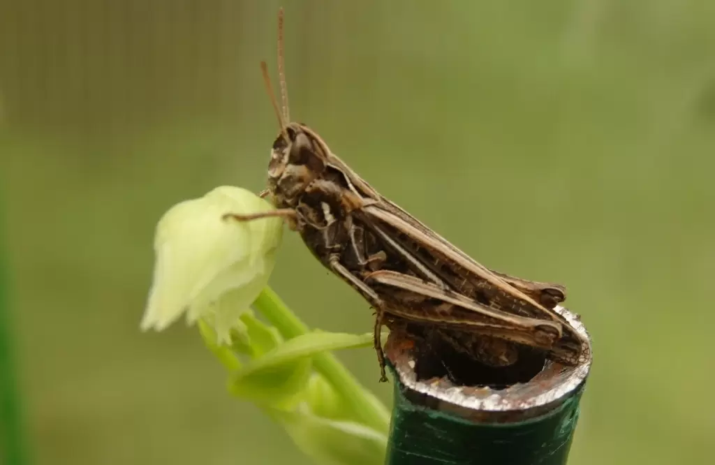 Кузнечики: удивительные певцы лета и их влияние на природу