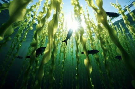 ������� �� �������: ��� ������� ��������� ���������� ���������������� �������