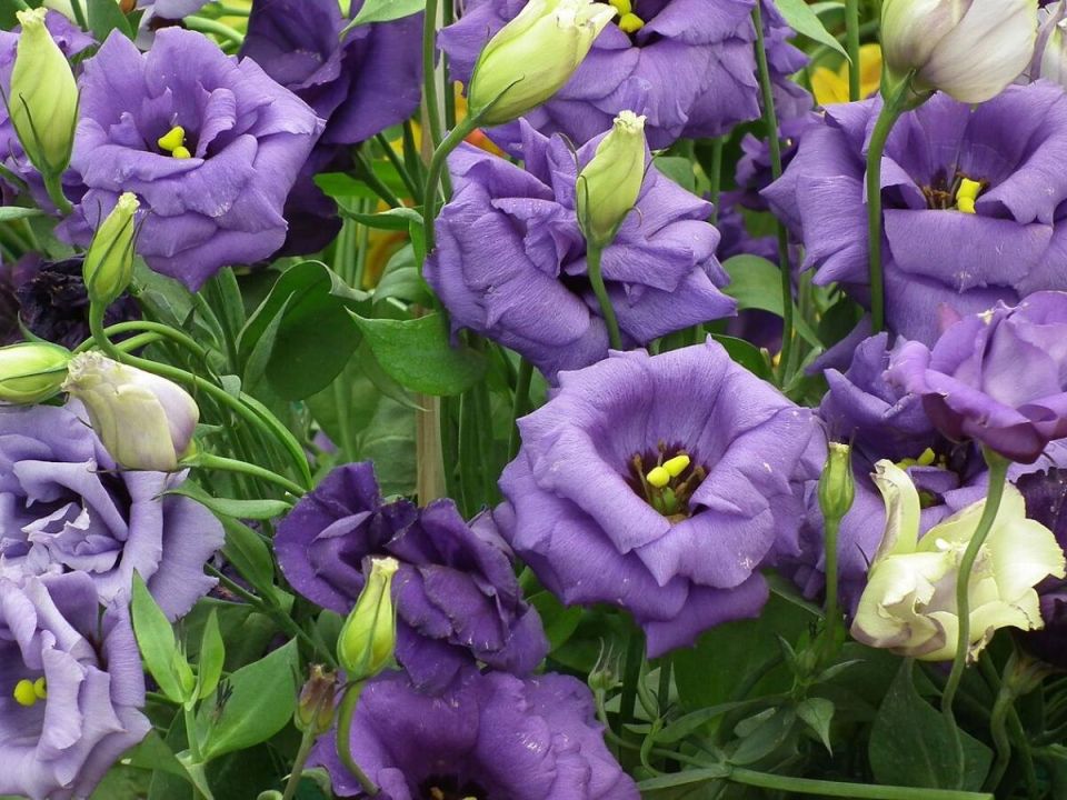 �������: ������, ����������� � �����