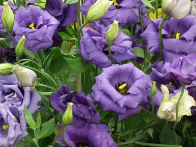 �������: ������, ����������� � �����