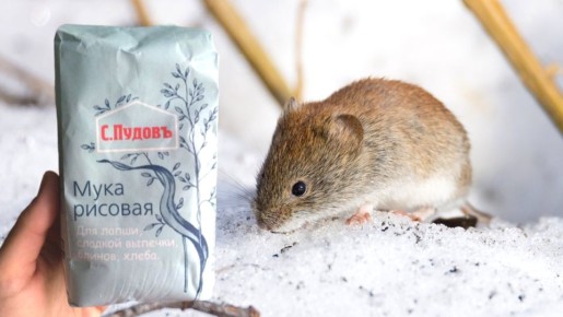 Как избавиться от грызунов на даче с помощью простого рецепта