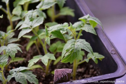 ����� ������� ������ �� ������� � 2026 ����: ������ ��� ���� ��������