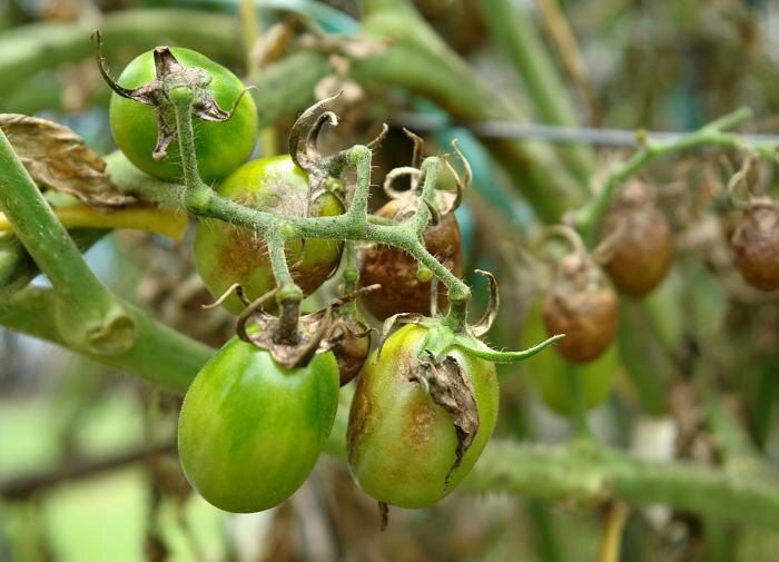 ��� ������ ������: ������ �� ������ � ���������� ��������