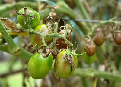 ��� ������ ������: ������ �� ������ � ���������� ��������