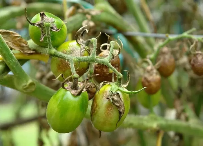 Как спасти урожай: советы по борьбе с чернеющими томатами