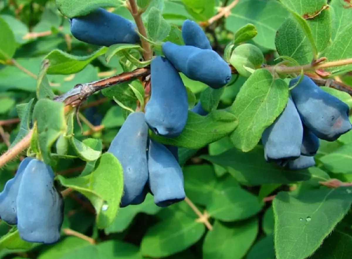 Сентябрьская подкормка жимолости: как обеспечить богатый урожай на следующий год