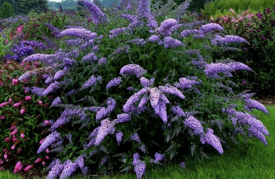 ���� �� �������� � �������: ������� �������� � ���������� � ����