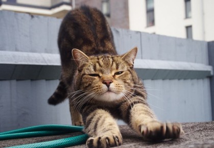 Как сохранить чистоту в доме с пушистым другом