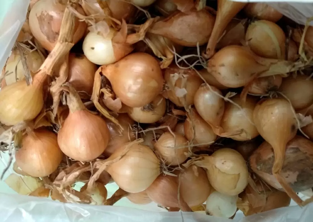 Как правильно хранить лук-севок зимой: советы и рекомендации