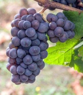 ���� ���: �������� � ���������� ������ � ��������� � �����