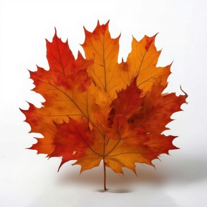 ��� ������� ������ ������������ � ������ ��� ������ ����