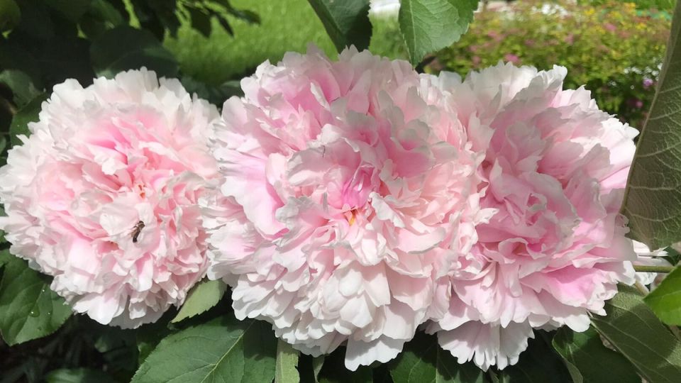 ������� ��������� �������� ������: ��� ��������� ��������� �������� ������ � �����������