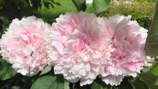 ������� ��������� �������� ������: ��� ��������� ��������� �������� ������ � �����������