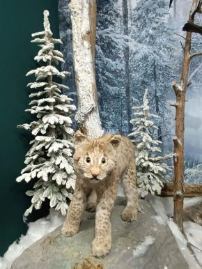 ������ � ����������� ����. ���������