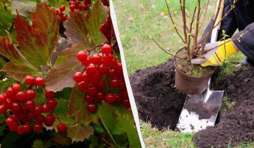 ��� ����������� ������� � ������, ������� ����������� ������� ������