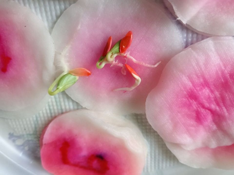 �������� ������ �� ������������ ����� ���� � �������