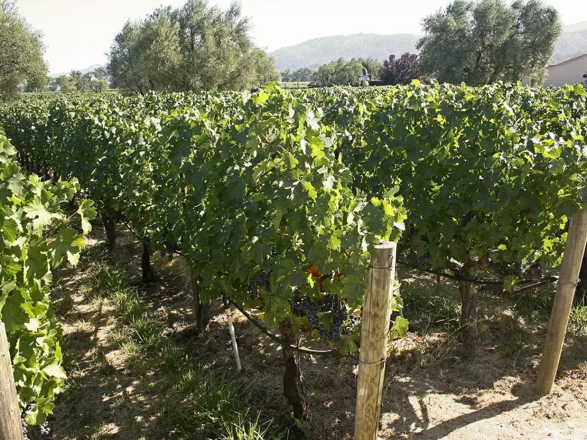 Защита виноградника от тли: эффективные подходы