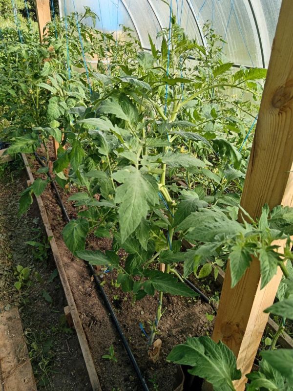 ������ ������� �� ����������� � �������������