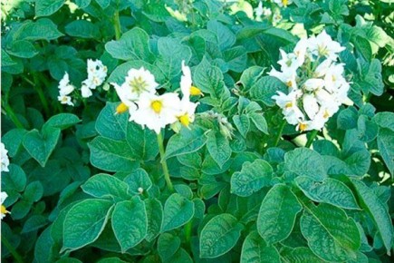 ������ ��������� ����� � ������ ����� ��� ������ �������?