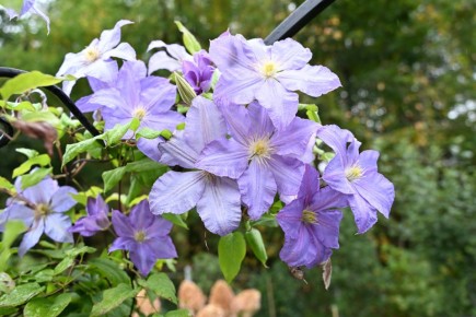 Укрытие клематисов на зиму: как сделать это правильно