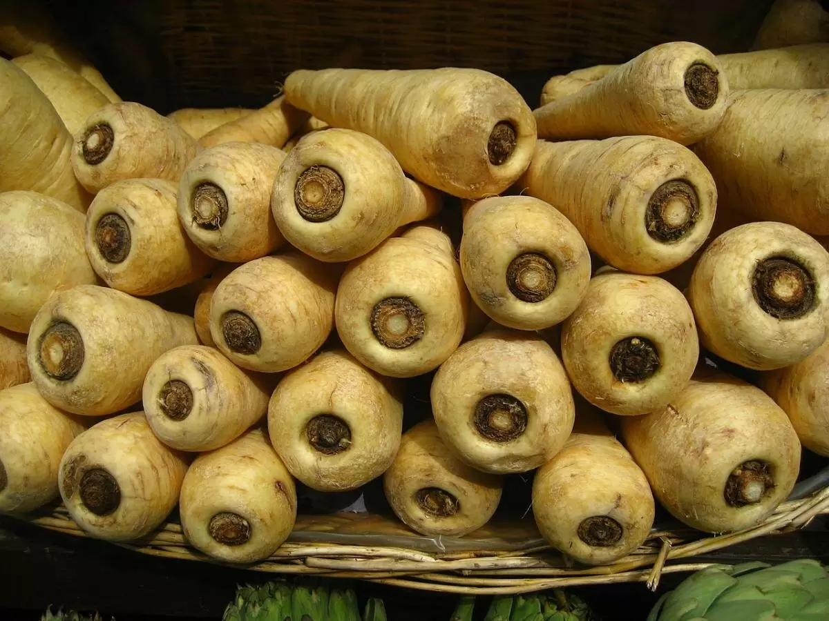 Пастернак против корня петрушки: как выбрать и чем они отличаются