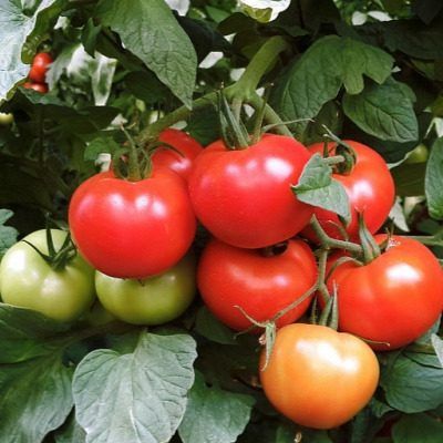 ����� ������: ������� ���� ����������� � ������� ������� � �������� �������