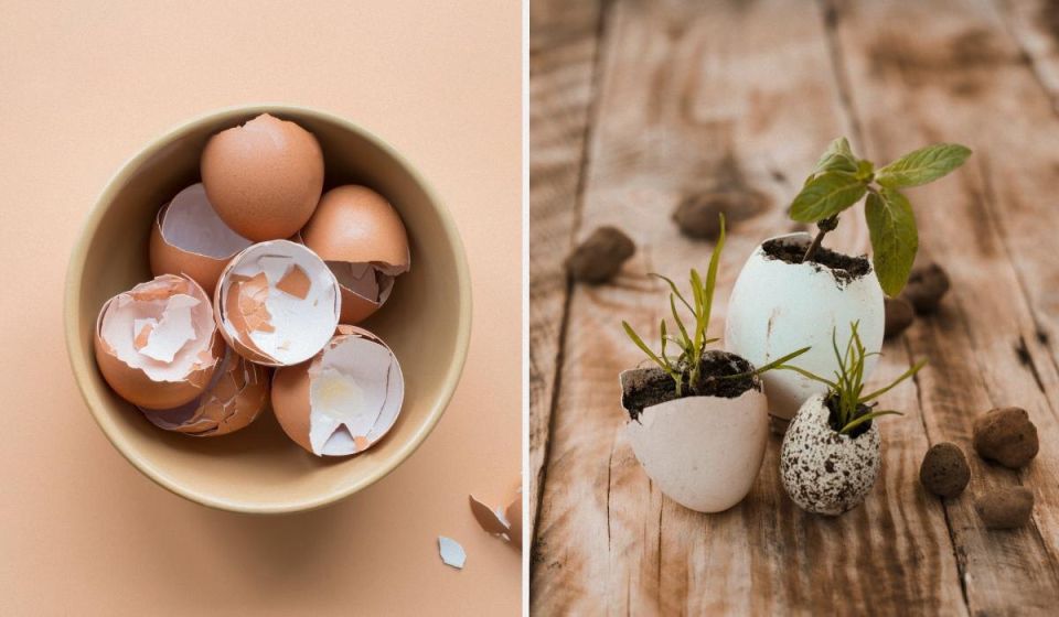 ����������� ������������ ������ �������� ��� ������ �������