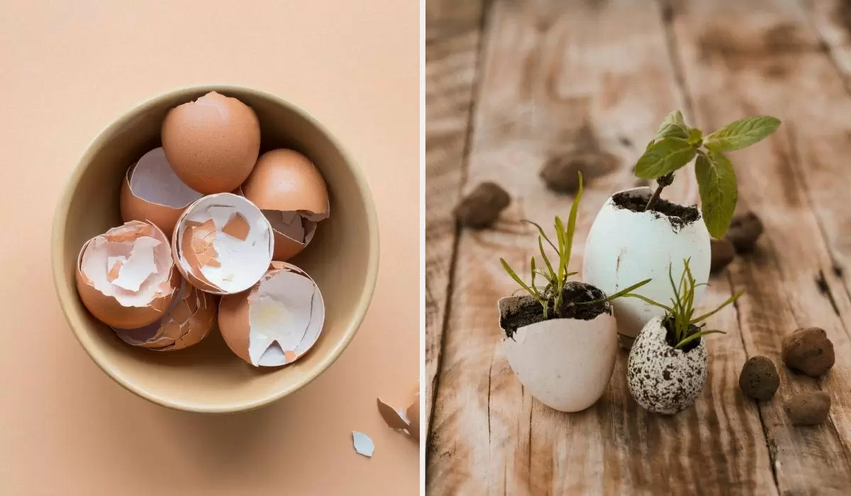 Неожиданные преимущества яичной скорлупы для вашего огорода