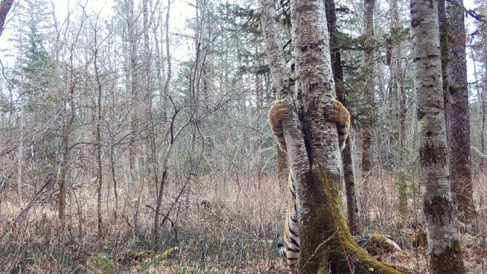 ���� ����������� �� ������� � ���������� ��������