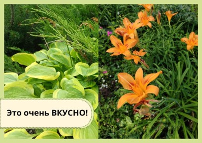 ��������� �����: ����� � �������� ��� ����������� ����������� ����� ����